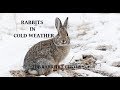 Rabbits In Cold Weather
