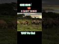 LION KING VS 3 GAINT RHINO ️ Shorts Animals Lion Rhino Viralvideo 1million