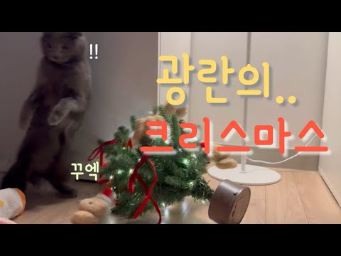 고양이와 트리만들고 3분만에 생긴일
