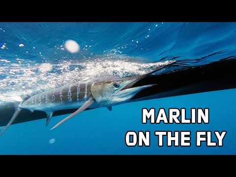 Marlin on the Fly – The Ultimate Adventure With Los Locos Fly Fishing