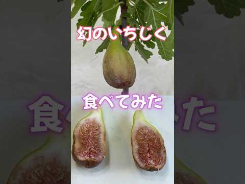 ホワイトサニー忍び寄るイチジク、Ficus pumila