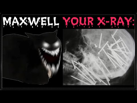 MAXWELL THE CAT BECOMING UNCANNY (YOUR X-RAY):