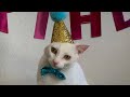 Our Cat S First Birthday Party