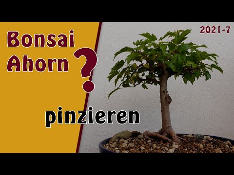 Bonsai | Ahorn [was für ein Ahorn ist das?] | 2021-7 | pinzieren | es ist wohl ein Feuerahorn!?
