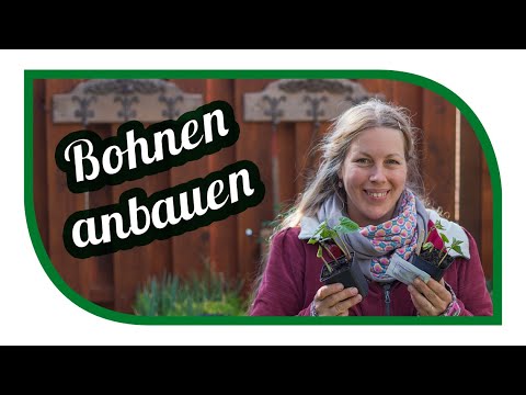 , title : 'Bohnen anbauen 🌱 Unsere Tipps für Stangenbohnen und Buschbohnen'