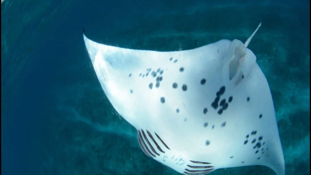 First Documented Instance of a Remora Hiding in a Reef Manta Ray's Cloaca Recorded in Seychelles