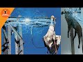 Death by electrocution - when animals get electrocuted to death - a bird disappeared less second