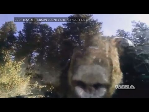 Bear Gets Stuck In Subaru And Destroys Interior, Is ...