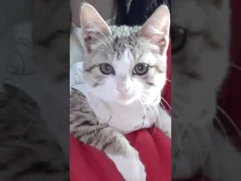 my cutie . #animallover #cat (Khushboo Kuldeep).