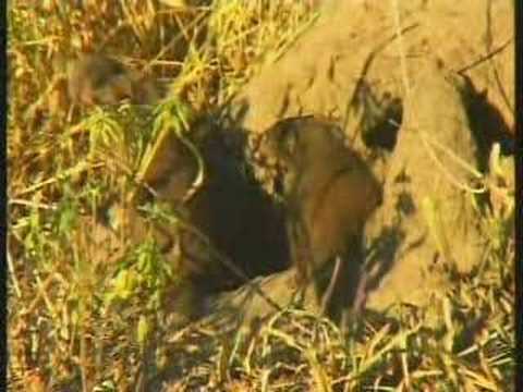 3 of 4 Dwarf Mongoose
