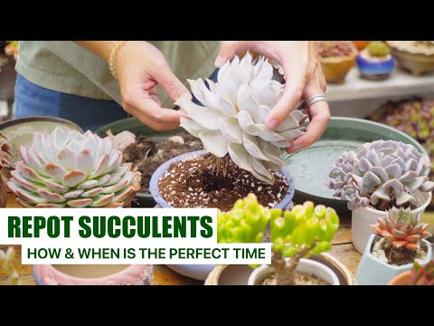 How To Repot Succulents & When Is The Perfect Time 🪴 // Important Tips for Beginners ✔️
