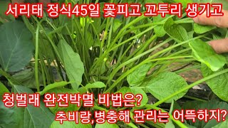 서리태콩 추비,병충해 관리 청벌래 완전박멸 비법은? 서리태 재배방법,서리태꽃,꼬투리 청벌레,담배나방,노리재약