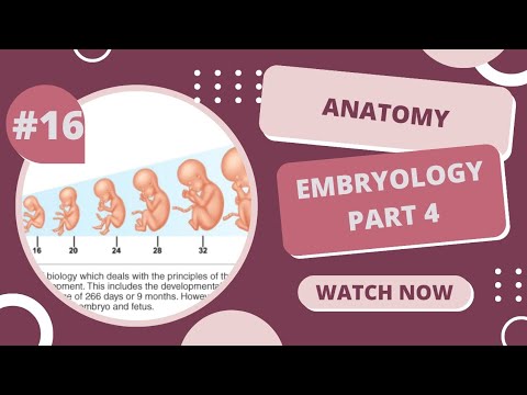 General Anatomy || Embryology part 4 || by Joseph Abulail