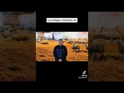 Preparing for lambing season.