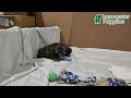 Shih Tzu dogs for sale: Roxy - Video 1