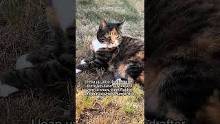 Rachel #willow #cat #petsrule #funnypets #funnyanimals #funnycats #cute #cattok #funny