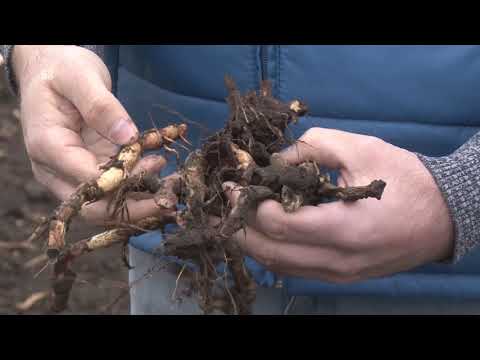 ŠIRI SE KAO VATRA  - SIRAK otporan na HERBICIDE  - koja je strategija ?