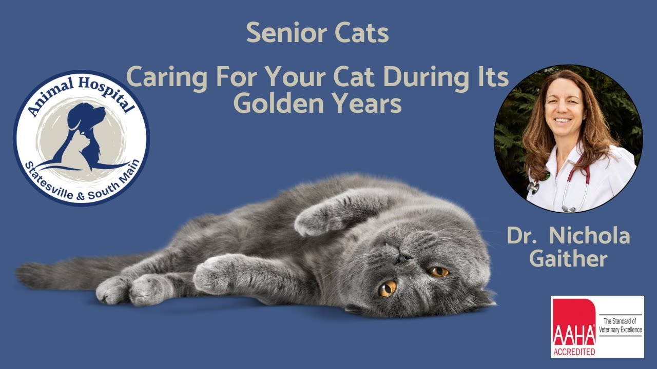 Senior Cats  How Do I Care For My Aging  Cat?