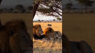 Download lagu Saat Savana Memecah Keheningan mp3 Download lagu Saat Savana Memecah Keheningan mp3