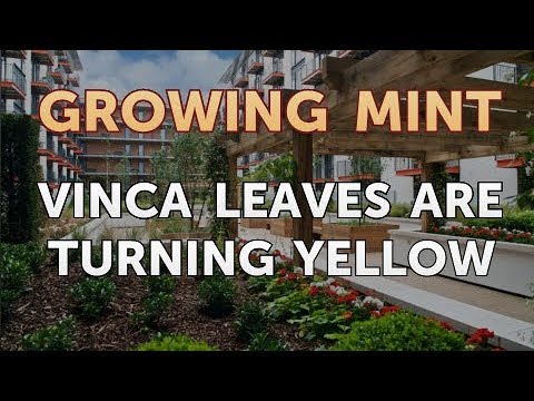 How to Get Rid of Mint Plant Pests