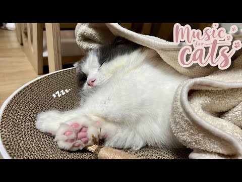 David Teie - Music for Cats 10H |  Cat Relaxing Sounds, Sleep, Stress Relief 🎵 고양이를 위한 편안한음악 10시간