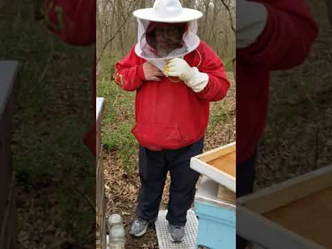 angry bees honey 2021