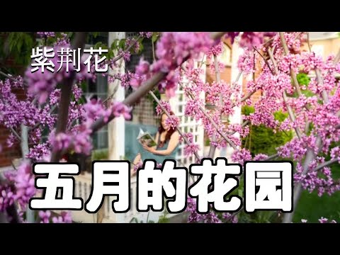 多伦多五月花园太美了！紫荆花、丁香树、楹连花同时盛开｜春季庭院花卉赏花指南 #花园生活 #园艺治愈 #春天花卉