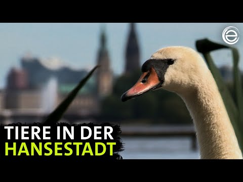 Tierisches Hamburg ‒ Natur in der Millionenstadt | Erlebnis Erde