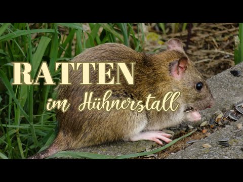 🐭 Ratten im Hühnerstall bekämpfen?! Nur das hat geholfen🐔