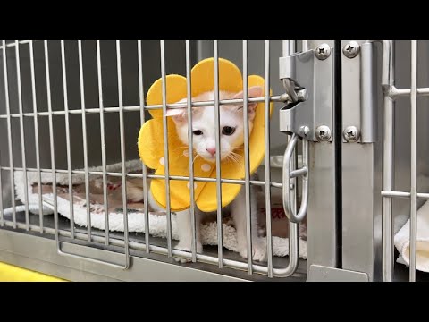 手術が終わり入院してた子猫を迎えに行ったら寂しすぎてこうなっちゃってました…