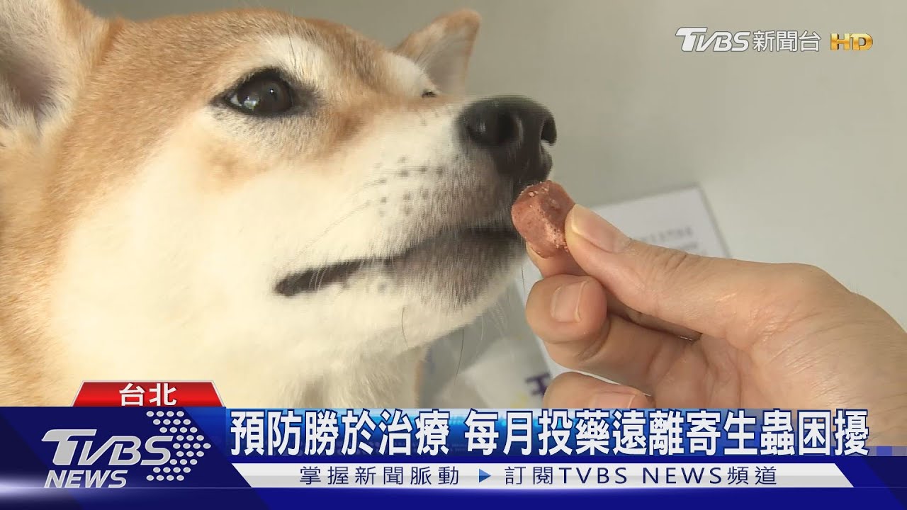 毛孩抓癢抓不停 恐是疥癬蟲毛囊蟲作祟