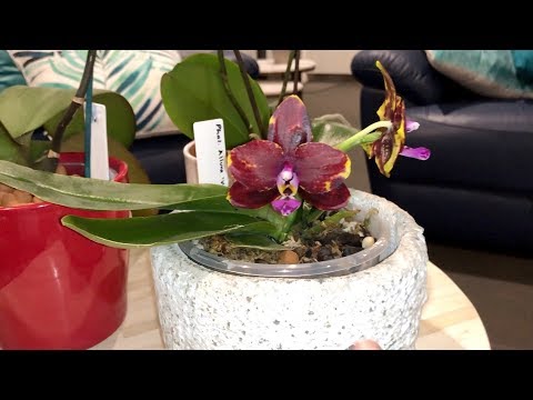 Phalaenopsis Orchid Care #3: Phalaenopsis Growth Cycle and Reblooming