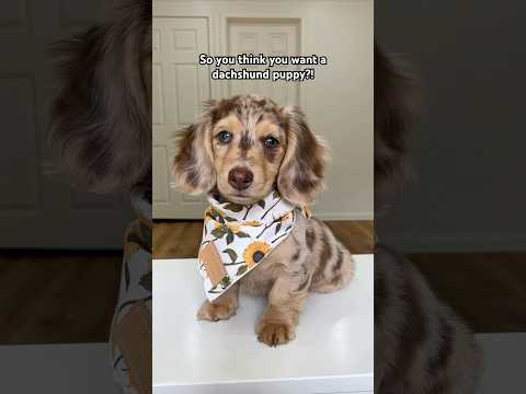 So you think you want a dachshund puppy?! #dachshund #wienerdog #puppy #shorts
