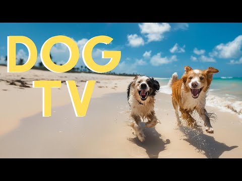 DOG TV: Best Video Entertainment to Help Your Dogs Relax When Home Alone - Music for Dogs