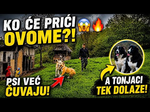👉 KO ĆE PRIĆI OVOME?! PSI VEĆ ČUVAJU, A TORNJACI TEK DOLAZE 😳🔥