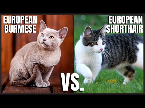 European Burmese Cat VS. European Shorthair Cat