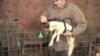 Digital Scale and Lamb & Kid Sling