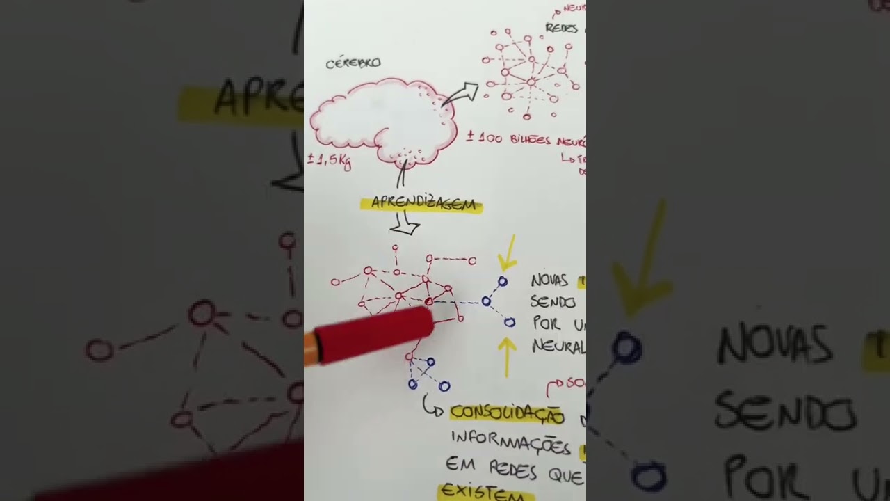 Como o cérebro aprende o que você estuda?