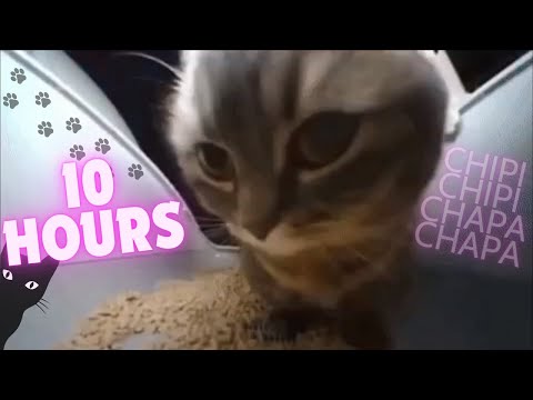 CHIPI CHIPI CHAPA CHAPA CAT 10 HOURS