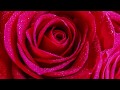 Relaxing Beautiful Romantic Instrumental Music Valentine Music By Tim Janis