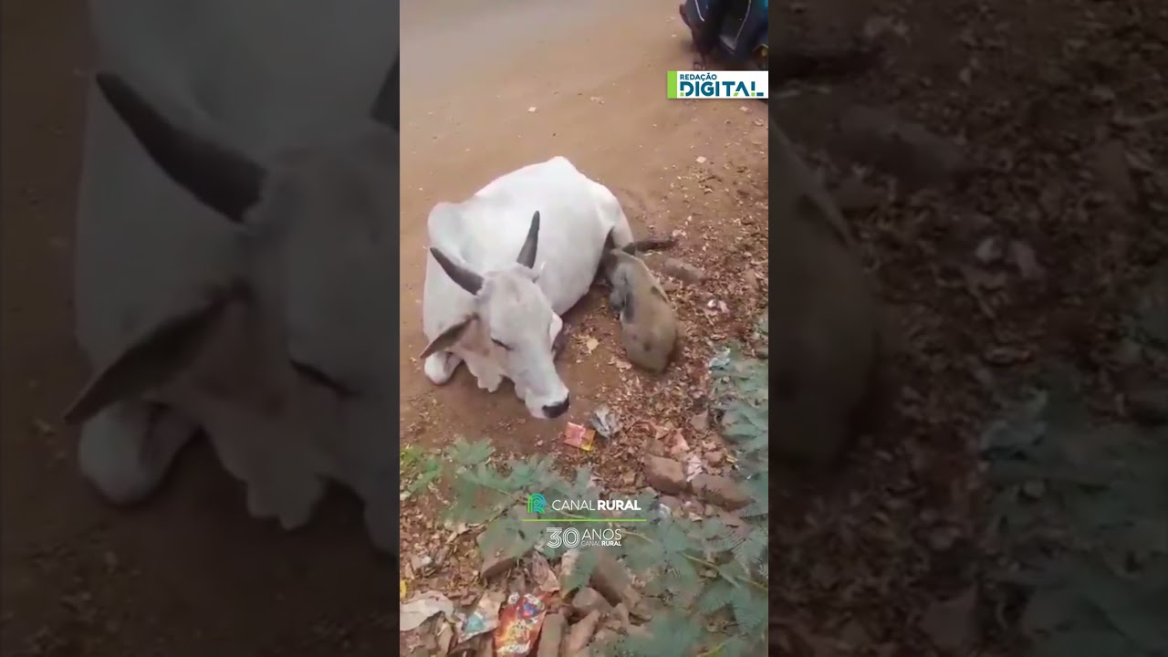 Leitão é flagrado mamando em vaca na Índia
