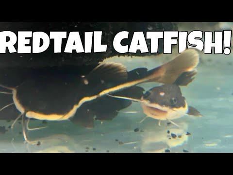 Redtail Catfish care tank size diet monster fish