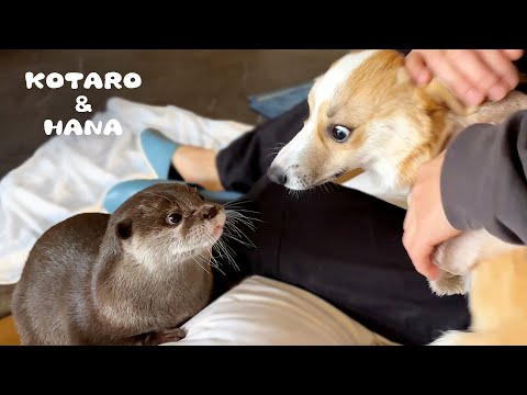 ¡Alegre perro intenta hacerse amigo de las nutrias!