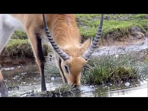 Lechwe Antelope drinking @ Knowsley Safari Park