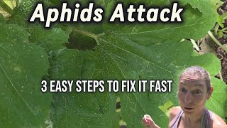 Aphids Attack? FIX IT FAST! 🚨