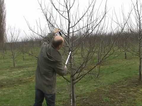 Der Zwetschgenschnitt - www.obstbau.rlp.de