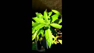 0128z - Warrior Steppa dub