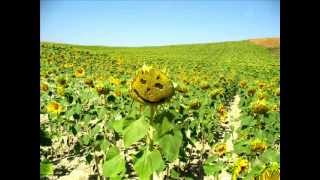 Snow Patrol - The Finish Line (Clemens Ruh Edit)