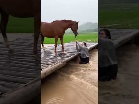 Horse helps drowning woman #horse #horses #usa #viral #trending #shorts #shortvideo #youtubeshorts