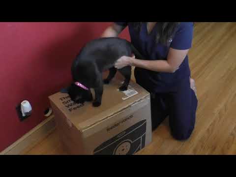 How much should you feed a cat? Veterinary review of an automatic cat feeder | Litter Robot Feeder